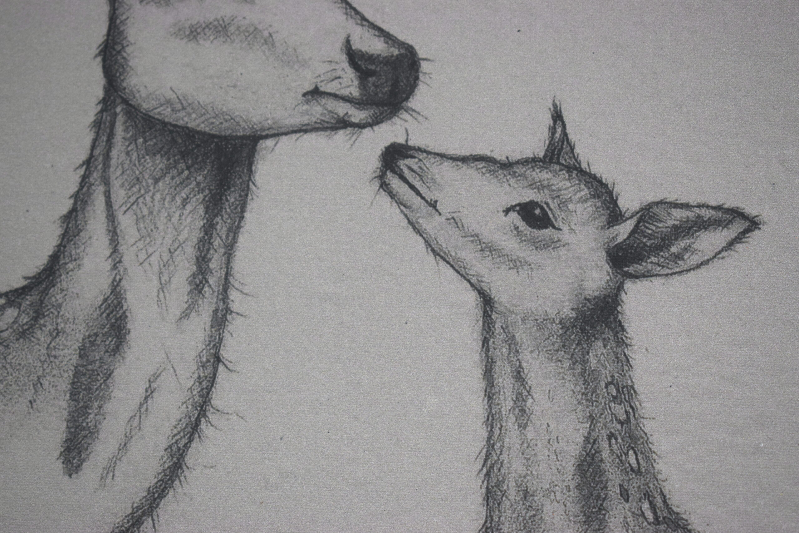 Dådyr (kunsttryk, A4) - Limited edition - Billede 2