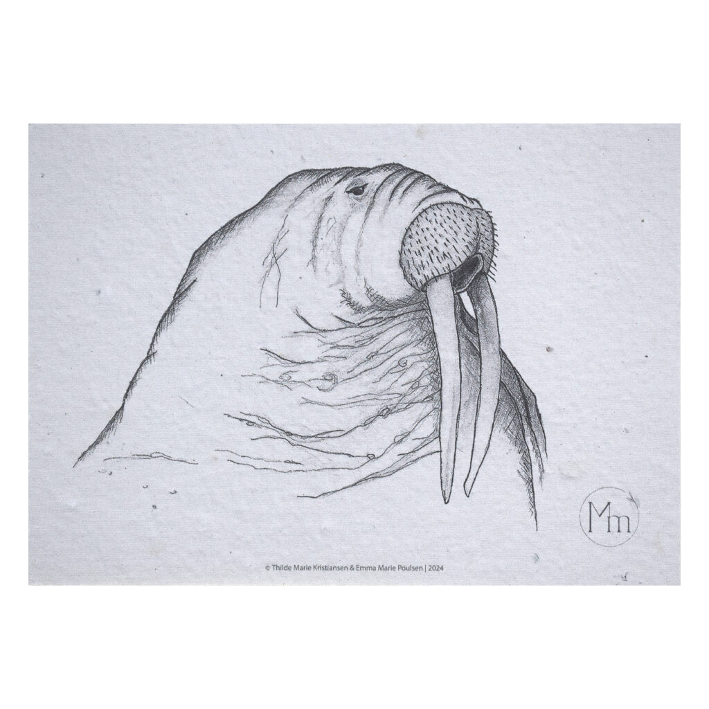 Hvalros (kunsttryk, ca. A5)