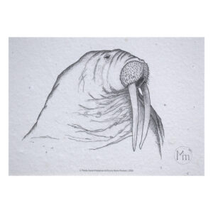 Hvalros (kunsttryk, A5)