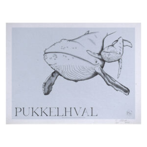Pukkelhval (kunsttryk, 30x40) - Limited edition