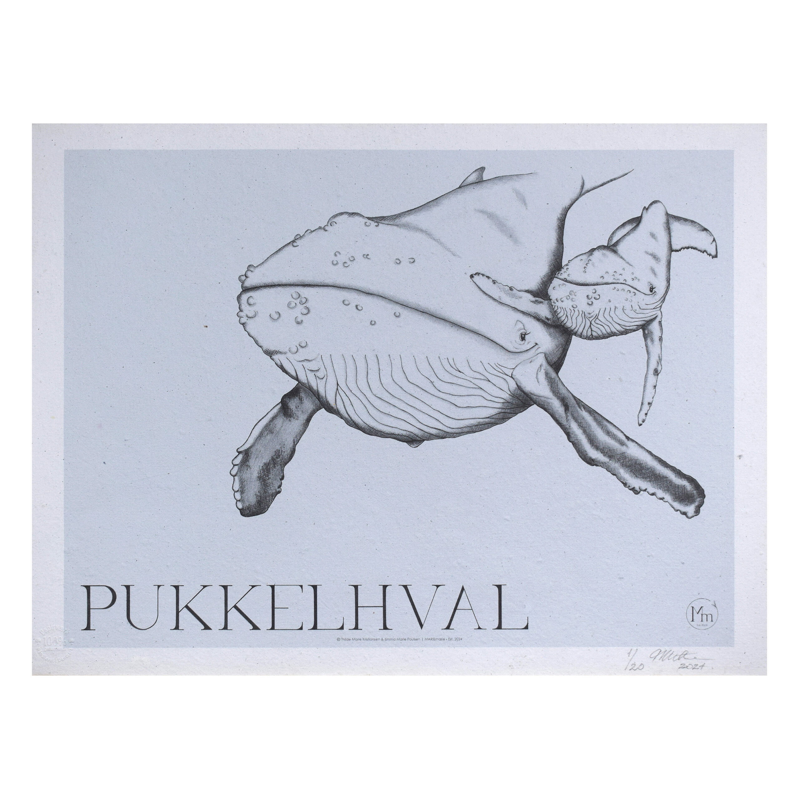 Pukkelhval (kunsttryk, 30x40) - Limited edition