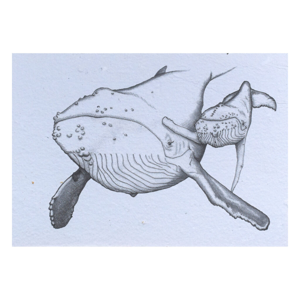 Pukkelhval (kunsttryk, ca. A4) - Limited edition