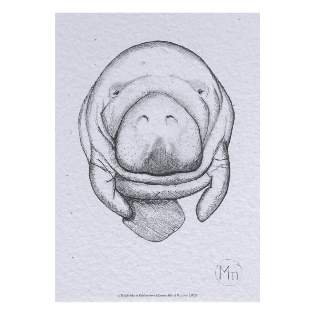 Søko (kunsttryk, ca. A5)